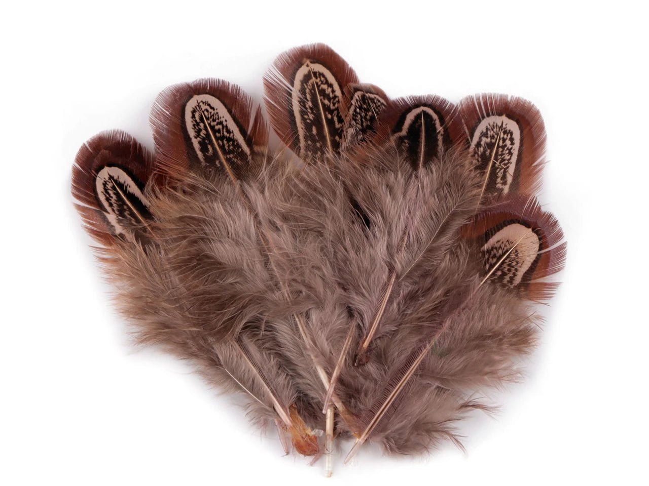 Image avec plumes de faisan 5–7 cm – plumes naturelles décoratives | teintes variées – disponible chez Šarlotes audumi